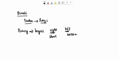 which-of-the-following-statements-is-not-correctly-comparing-the-right-and-left-lungs-the-left-lung-has-three-secondary-bronchi-while-the-right-lung-has-two-secondary-bronchi-the-cardiac-imp-62974