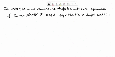 in-mitosis-chromosome-duplication-occurs-during-a-interphase-b-prophase-c-late-prophase-d-late-telophase-59657