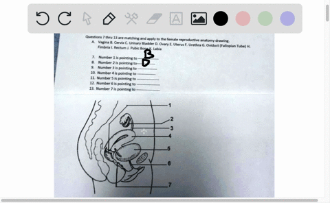 questons-7-thru-13-are-matching-and-apply-to-the-female-reproductive-vagina-cerviz-c-urinary-bladder-d-ovary-e-uterus-drethea-gatoviduar-fallo-fimbria-rectum-_-oviduct-fallopian-tube-h-pubic-74735