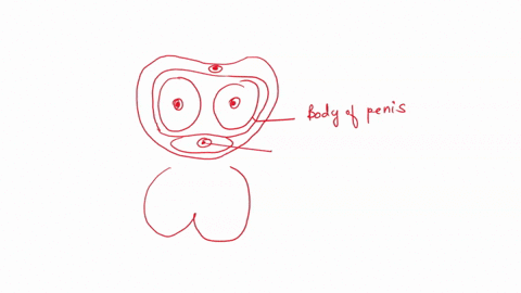 label-the-male-external-genitalia-lsing-the-hints-provided-deep-dorsal-tunica-albuginea-spongy-urethra-scrotum-corpus-spongiosum-body-of-penis-corpus-cavernosum-94897