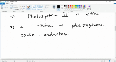 chloroplasts-contain-two-photosystems-what-is-the-function-of-each-for-linear-electron-flow-diagram-65063