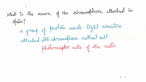 what-is-the-name-of-the-chromophore-attached-to-opsin-jnaeal-what-must-happen-in-order-for-a-retinal-to-stimulate-the-opsin-protein-dorae-to-produce-the-signal-tor-color-vision-retinal-must-93891