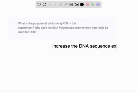 what-is-the-purpose-of-performing-pcr-in-this-experiment-why-cant-the-dna-polymerase-enzyme-from-your-cells-be-used-for-pcr-94495