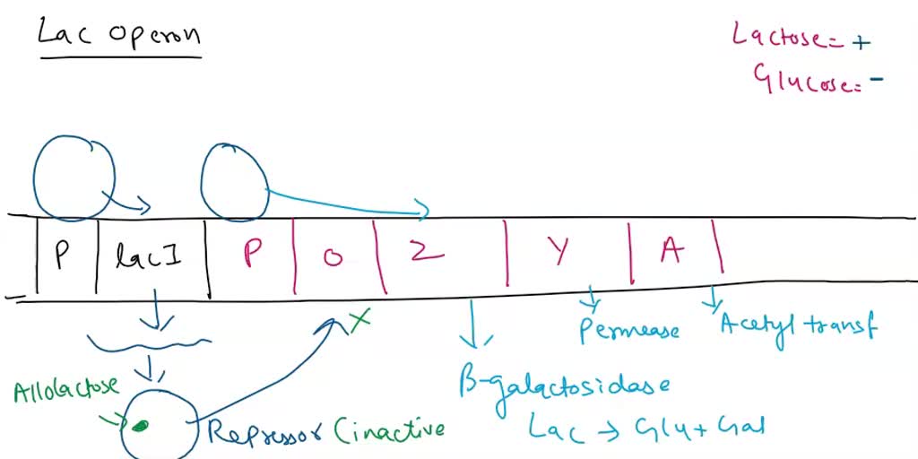 SOLVED: For the E. coli lac operon, write a partial diploid genotype ...