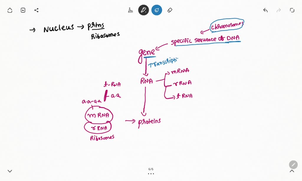 SOLVED How does the nucleus control which proteins are made by the
