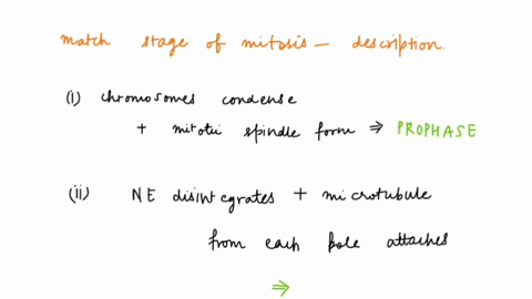 match-each-stage-of-mitosis-to-its-description-in-this-stage-of-mitosis-the-chromosomes-choose-condense-and-the-mitotic-spindle-begins-to-form-choose-telophase-in-this-stage-of-mitosis-the-n-01002
