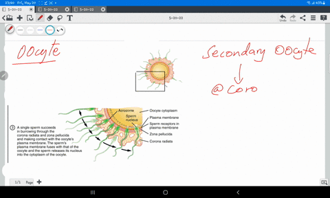 oogenesis-involves-germ-cells-in-the-ovary-undergoing-meiosis-to-produce-a-functional-ovum-at-the-end-of-the-processwhich-of-the-following-cells-is-penetrated-by-a-sperm-cell-during-the-proc-08383