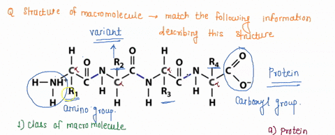 the-structure-of-a-macromolecule-is-shown-below-match-the-information-describing-this-macromolecule-below-0-rz-c-h_nht-r1-h-f-h-h-0-1-r4-n-rz-h-h-f-h-0-1-class-f-macromolecule-protein-2-name-45556