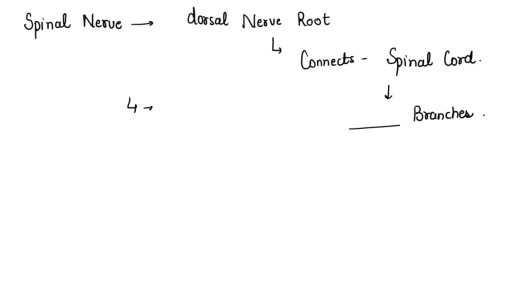 solved-in-spinal-nerves-the-dorsal-nerve-root-connects-to-the-spinal