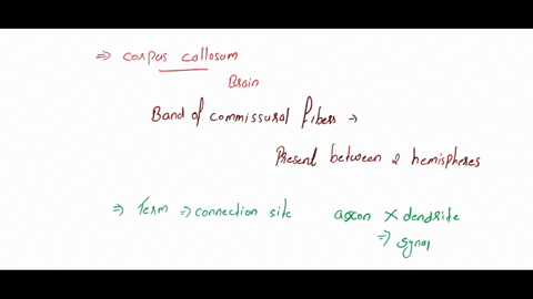 the-corpus-callosum-consists-of-a-broad-band-of-gray-maller-is-found-at-the-base-of-the-transverse-lissubg-8-is-a-band-of-commissural-ibcrs-bewecn-the-wo-cernl-connects-the-frontal-lobe-to-t-80497