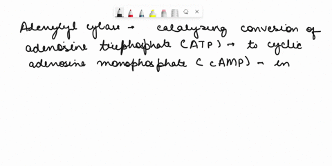 the-enzyme-adenylyl-cyclase-is-responsible-once-activated-by-a-g-protein-cascade-for-converting-to-camp-a-amp-b-adp-c-atp-d-ctp-e-none-of-the-above-29211