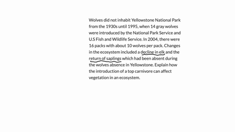 wolves-did-not-inhabit-yellowstone-national-park-from-the-1930s-until-1995-when-14-gray-wolves-were-introduced-by-the-national-park-service-and-us-fish-and-wildlife-service-in-2004-there-wer-40488