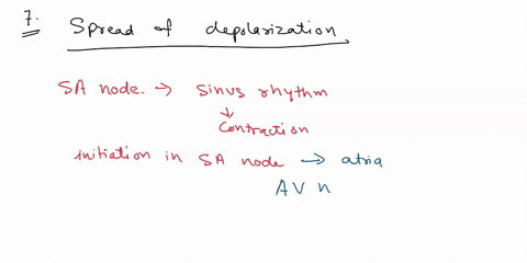 question-7-which-afthe-followlng-sutements-bout-the-mlalion-and-sprcad-depolarizatic-iored-the-contractlon-of-the-mipht-atrturn-spreds-to-tho-loft-cantfaction-ofe-ventricles-ugn-av-node-and-14454