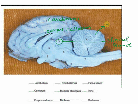 ccrebellum-hypothalamus-pineul-gland-ccrbrum-medulla-oblongala-pona-corpus-callosum-midbmin-thalmus-19527