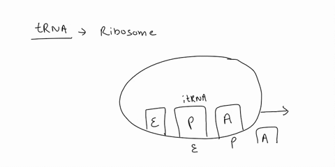 which-of-the-following-occurs-as-a-result-of-translocation-the-trna-that-was-in-the-p-site-moves-into-the-e-site-the-trna-that-was-in-the-e-site-moves-into-the-p-site-the-trna-that-was-in-th-76802