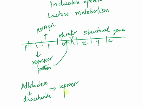 model-building-questions-4-allolactose-can-be-produced-from-either-glucose-or-lactose-true-false-lactose-is-a-positivelnegative-regulator-of-allolactose-true-false-allolactose-is-a-positivel-68984