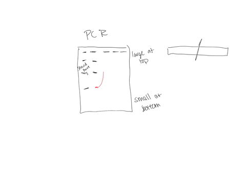 i-dont-understand-this-question-19-sometimes-pcr-fails-and-instead-of-having-two-bands-you-end-up-with-just-one-the-elephants-represented-in-lanes-3-and-5-could-have-been-a-match-to-the-ivor-41183