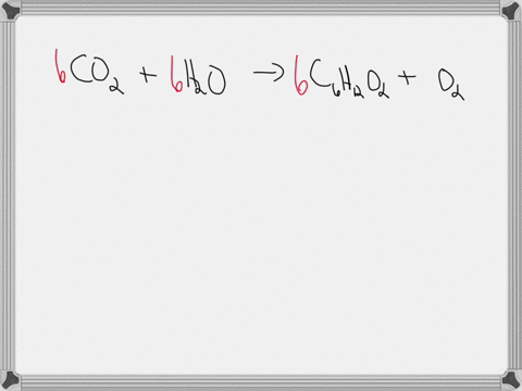 help-me-with-this-please-dont-scam-me-photusyutesis-quiz-question-8-of-10-back-mext-photosynthesis-is-important-to-animals-because-oxygen-which-animals-breathe-is-released-as-byproduct-carbo-42026