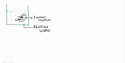 a-small-plastic-bag-is-filled-with-sucrose-solution-sealed-and-placed-in-a-beaker-ot-distilled-waber-the-plastic-is-permeable-to-water-but-not-to-sucrose-molecules-using-diagrms-label-and-ex-32033
