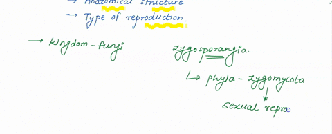 what-is-the-difference-between-zygosporangia-asci-conidiophores-consider-types-both-anatomical-structures-and-types-of-reproduction-35336