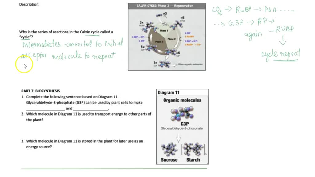 SOLVED Hhmi Biolnteractive Photosynthesis Animations Student Worksheet