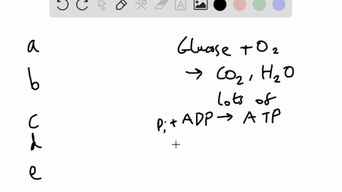 cellular-respiration-a-is-a-process-whereby-sunlight-is-used-to-synthesize-cell-components-with-the-71594