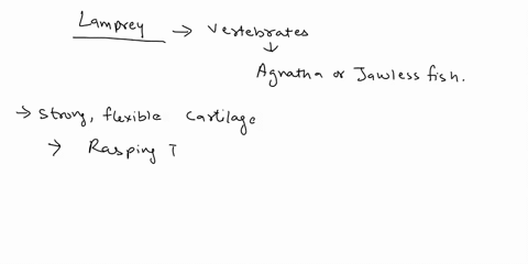 which-of-the-following-structures-does-a-lamprey-lack-pharyngeal-clefts-in-the-embryo-hinged-jaws-post-anal-tail-a-dorsal-hollow-nerve-cord-a-notochord-06705