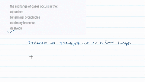 the-exchange-of-gases-occurs-in-the-a-trachea-b-terminal-bronchioles-cprimary-bronchus-d-alveoli-97934