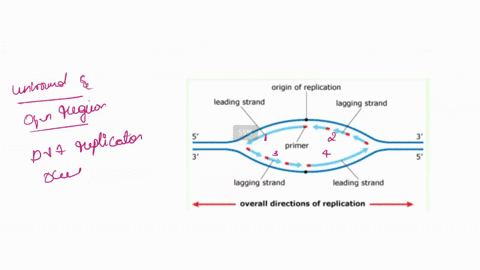 The diagram below shows dna replication bubbles in crab cell...