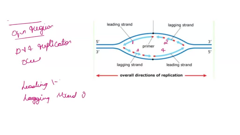 SOLVED: 'The Diagram Below Shows A DNA Replication Bubble: The Circles ...