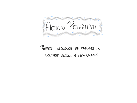 what-is-an-action-potential
