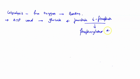 once-amino-acids-are-hydrolyzed-from-proteins-the-energy-can-be-harvested-in-cellular-respiration-pathways-multiple-choice-after-slight-modification-to-become-pyruvate-after-the-ammonia-grou-29209