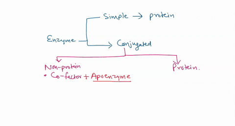 what-role-do-cofactors-play-specifically-coezymes-in-enzymatic-reactions-they-temporarily-bind-to-an-enzyme-to-change-its-shape-or-configuration-to-assist-a-reaction-they-function-to-change-06814