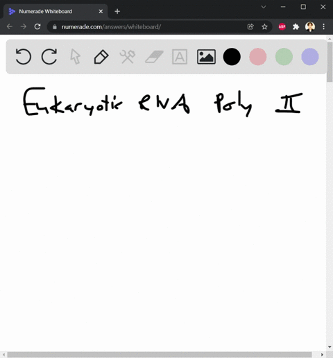 which-of-the-following-isare-products-of-eukaryotic-rna-polymerase-ii-a-snrna-b-mrna-c-trna-d-sirna-which-of-the-following-statements-regarding-e-coli-rna-polymerase-rnap-is-not-correct-a-th-73624