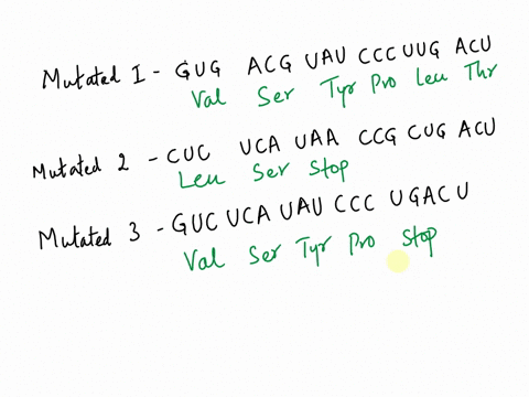 translate-the-following-mrna-sequences-and-indicate-the-type-and-conscquences-original-sequence-cucucauauccgcuggcu-mutated-sequence-gugagcuaucccuugacu-mutations-mutated-sequence-2-cucucauaac-17612