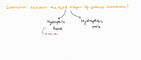 the-cell-membrane-is-a-lipid-bilayer-what-keeps-the-two-layers-together-covalent-interactions-between-the-phospholipids-and-proteins-in-the-membrane-hydrophobic-interactions-between-the-phos-58374