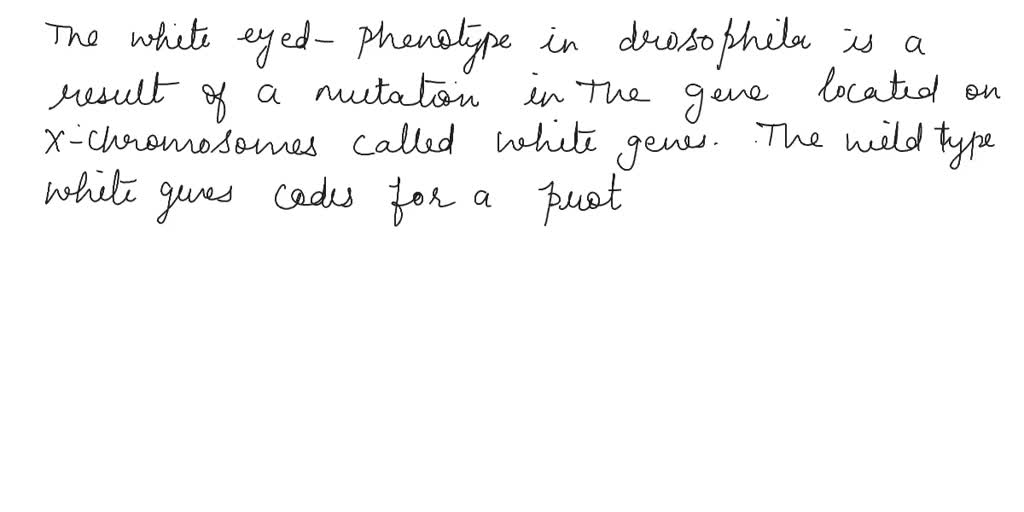 SOLVED: Describe the molecular basis of the white-eye phenotype in ...