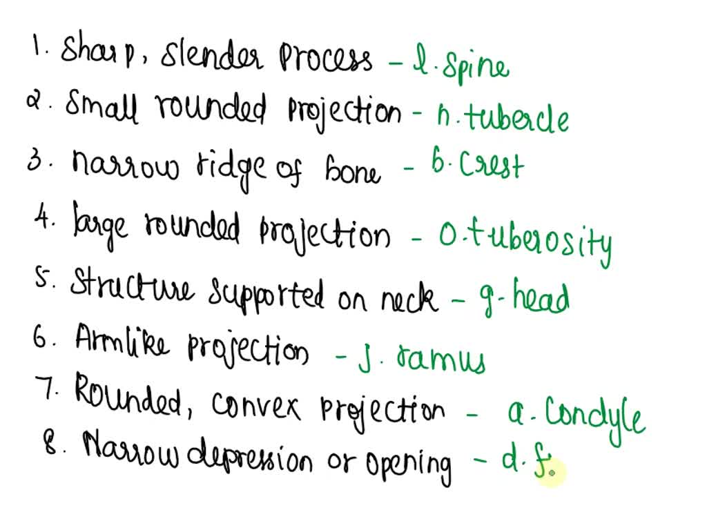 SOLVED Match the following A. Spine B. Facet C. Ramus D. Foramen E