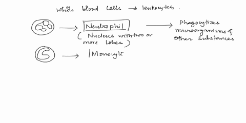 name-the-white-blood-cells-shown-and-describe-each-white-blood-cells-function-1ldentify-white-blood-cells-a-b-c-d-a-b-c-d-2what-is-the-function-of-each-white-blood-cell-a-b-c-d-11703