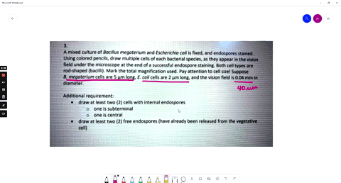 a-mixed-culture-of-bacillus-megaterium-and-escherichia-coli-is-fixed-and-endospores-stained-using-colored-pencils-draw-multiple-cells-of-each-bacterial-species-thev-appear-in-the-vision-fiel-96725