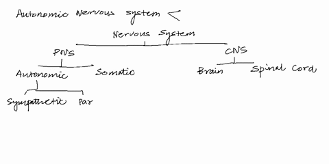 the-autonomic-system-has-two-divisions-called-the-a-cns-and-pns-b-somatic-and-skeletal-divisions-c-e-84386