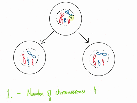 the-cell-cycle-dna-structurereplicationand-mitosis-continued-exercise-3results-of-the-cell-cvele-recall-the-purpose-of-the-cell-cycle-is-to-simply-produce-new-cells-daughter-cells-for-the-pu-27776