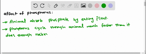 how-do-living-things-such-as-animals-affect-the-phosphorus-cycle-34874