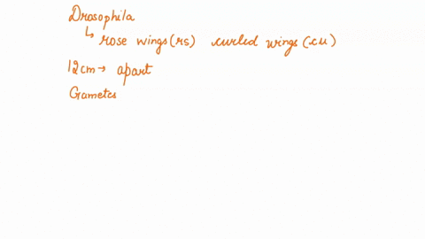 in-drosophila-two-recessive-mutations-rose-wings-rs-and-curled-wings-cu-are-located-12cm-apart-on-chromosome-3-what-gametes-would-be-produced-by-heterozygous-at-both-loci-with-the-following-56883