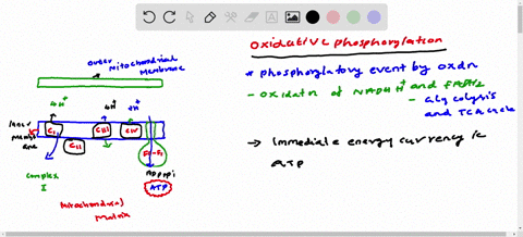 the-movement-of-electrons-through-the-electron-transport-chain-in-mitochondria-does-which-of-the-following-orooseone-pumps-protons-outof-the-mitochondrial-matrix-produces-axygen-consumes-atp-40363
