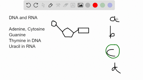 which-of-the-following-is-not-a-difference-between-dna-and-rna-a-dna-contains-thymine-whereas-rna-co-22406
