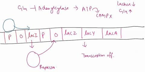 lac-operon-cld-glucose-permease-glucose-6-p-lactose-permease-lacy-eiiaglu-p-gal-lacz-cell-division-glucose-galactose-lactase-lactose-camp-lacl-allolactose-ribosome-crp-lacz-lacy-iaca-gene-na-41772