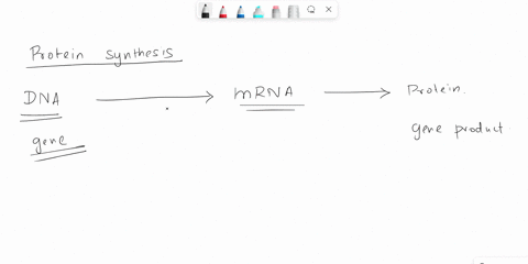 the-site-of-protein-synthesis-in-a-mammalian-cell-is-a-ribosome-b-nucleus-c-cytoplasm-d-mitochondria-55605