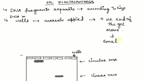 experiment-12-agarose-gel-electrophoresis-prelab-questions-why-it-is-important-to-place-the-gel-in-the-correct-direction-in-the-gel-cassette-while-running-i-sketch-gel-showing-the-running-pa-22743