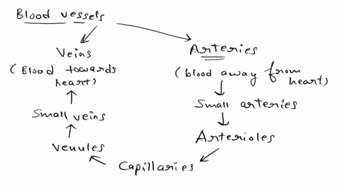 which-of-the-following-types-of-blood-vessels-would-have-the-greatest-resistance-to-flow-capillaries-veins-arterioles-arteries-venules-the-answer-is-not-arterioles-50514